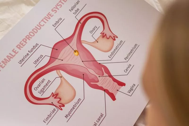 Tuba Falopi: Tempat Bertemunya Sel Telur dan Sel Sperma