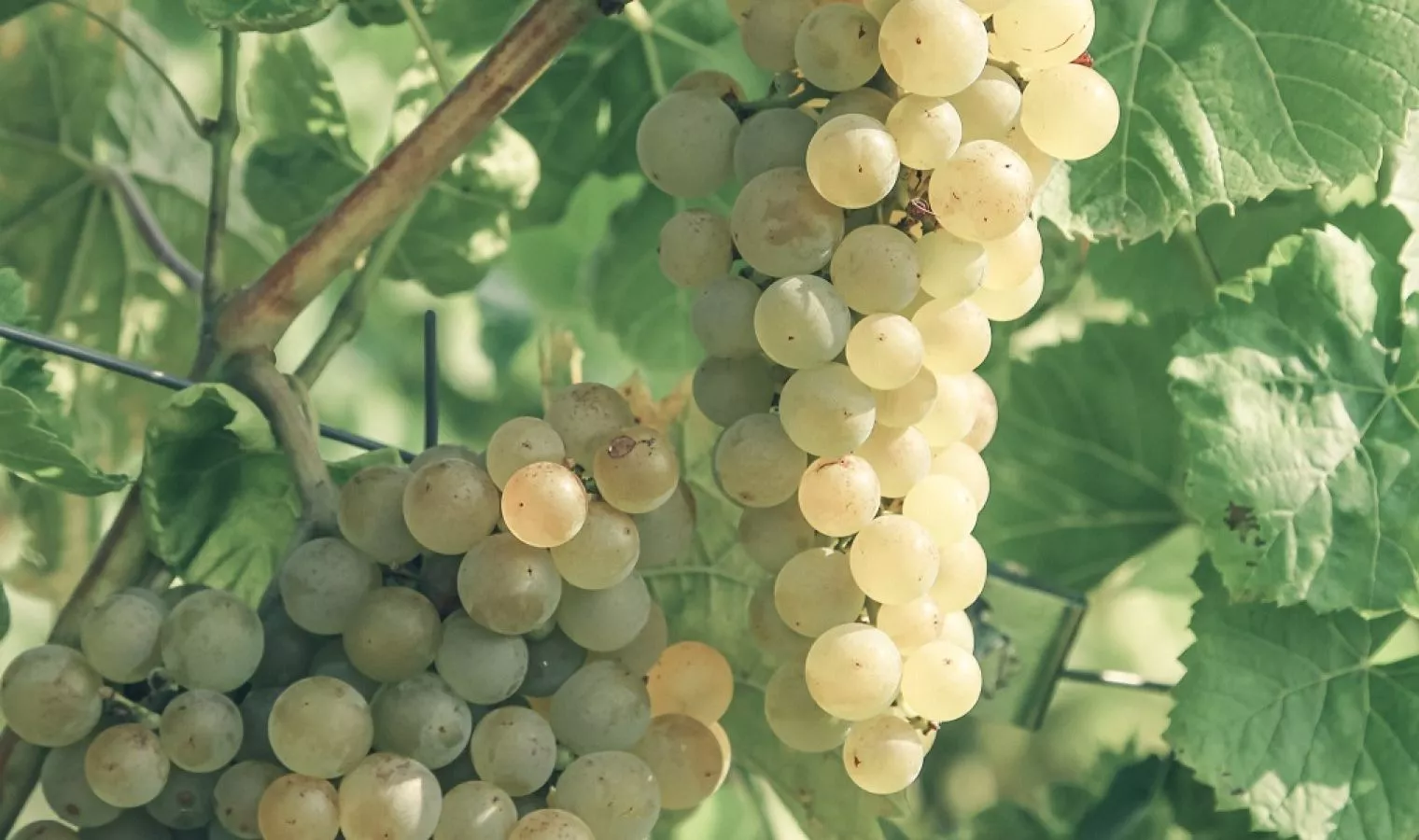 Hamil Anggur, Salah Satu Jenis Kehamilan yang Langka