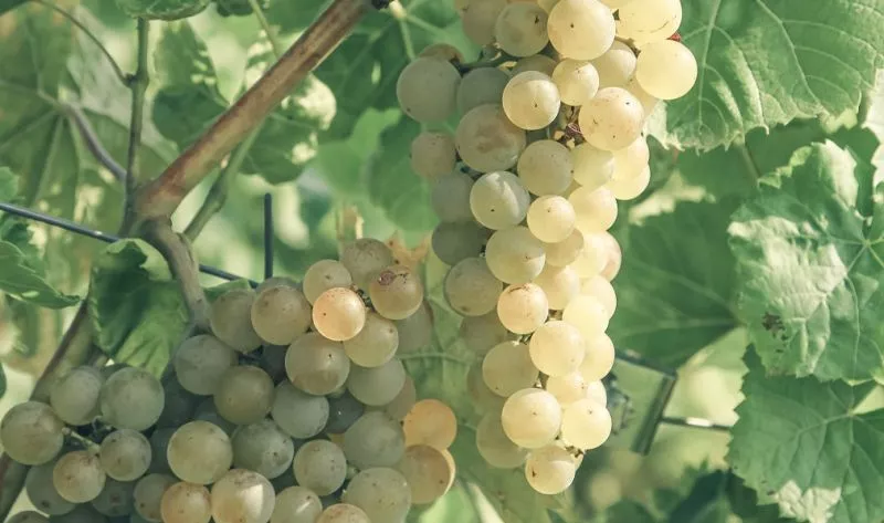 Hamil Anggur, Salah Satu Jenis Kehamilan yang Langka