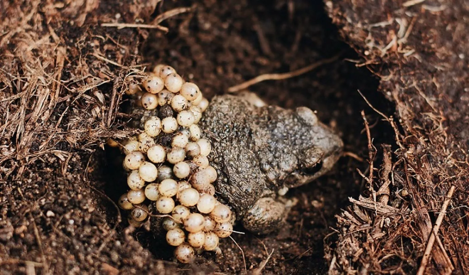 Apa Itu Kutil Kelamin?