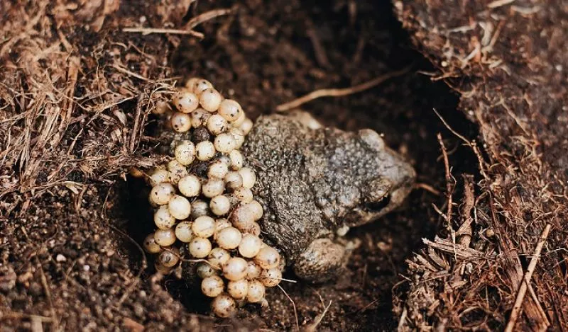 Apa Itu Kutil Kelamin?