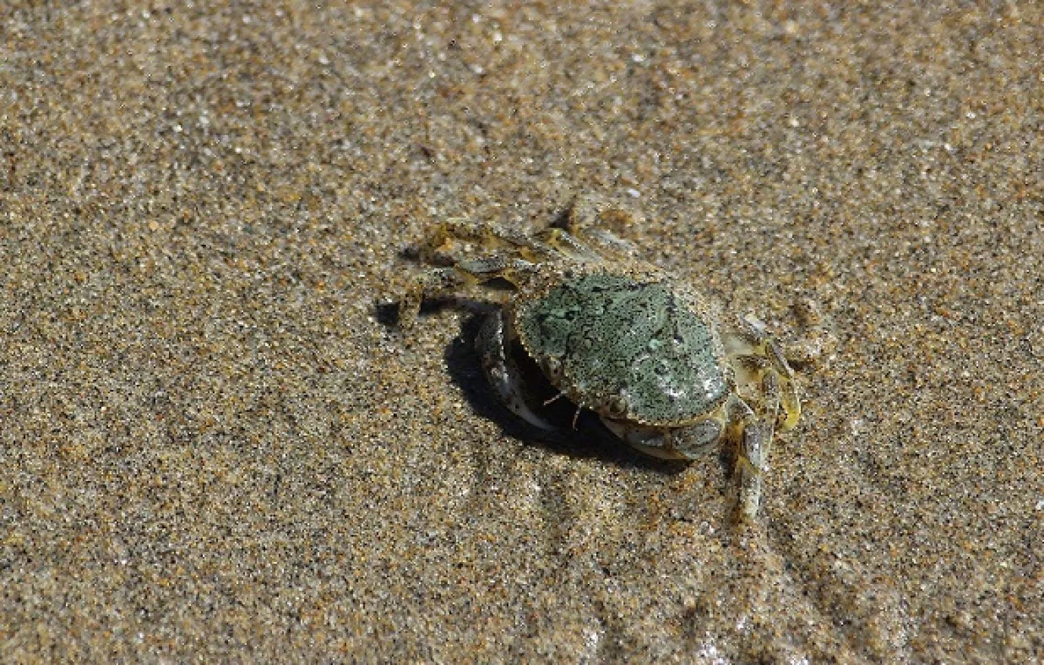 Kutu Kelamin, Serangga yang Bisa Hidup di Kemaluan