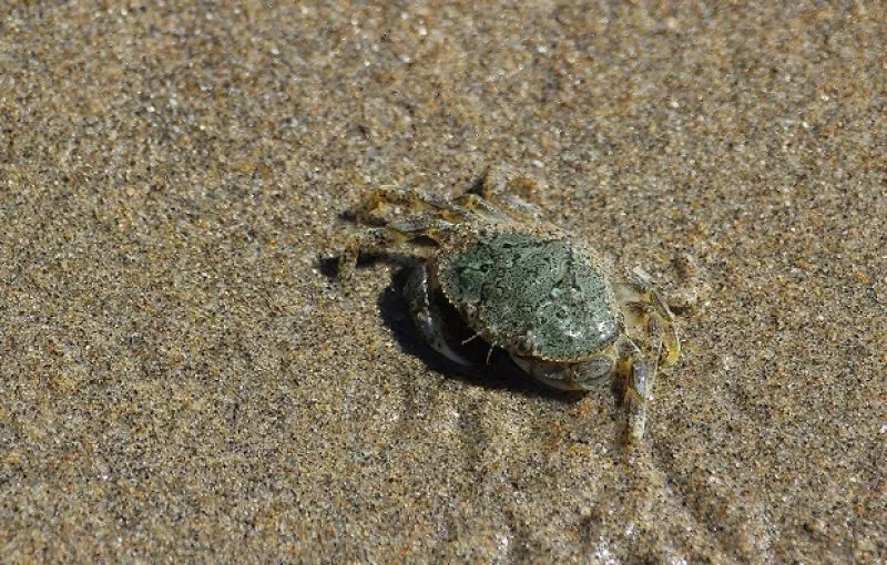 Kutu Kelamin, Serangga yang Bisa Hidup di Kemaluan