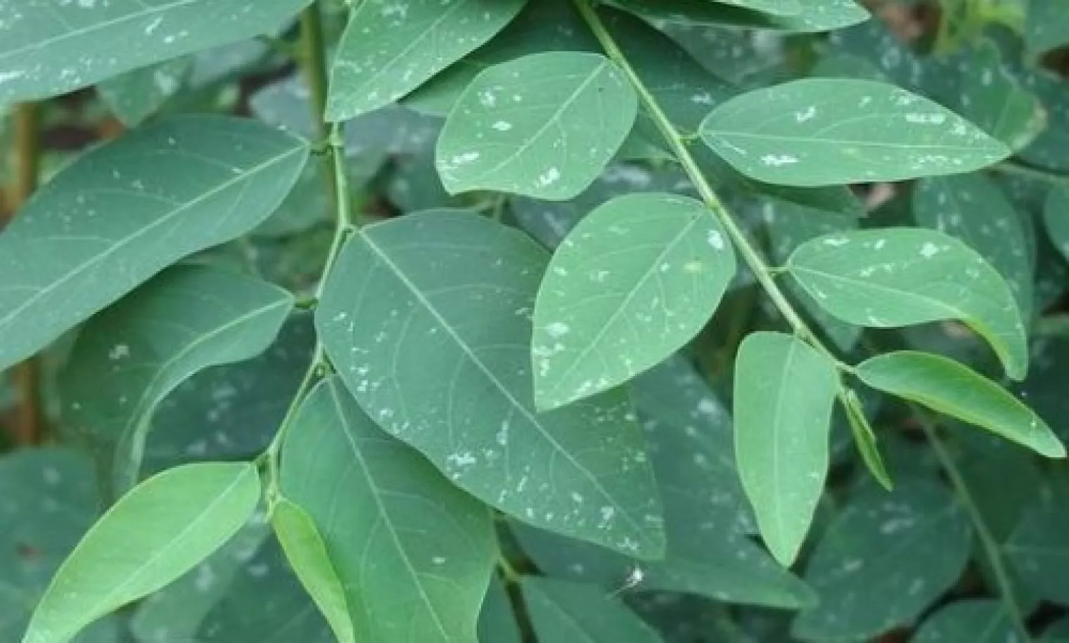 Manfaat Daun Katuk untuk Ibu Menyusui
