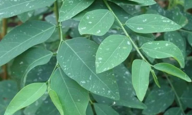 Manfaat Daun Katuk untuk Ibu Menyusui