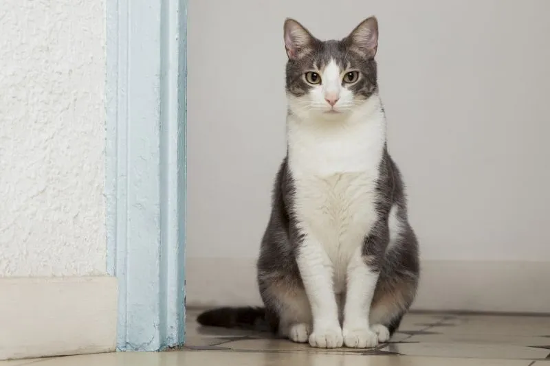 Infeksi TORCH yang Membahayakan Bagi Janin