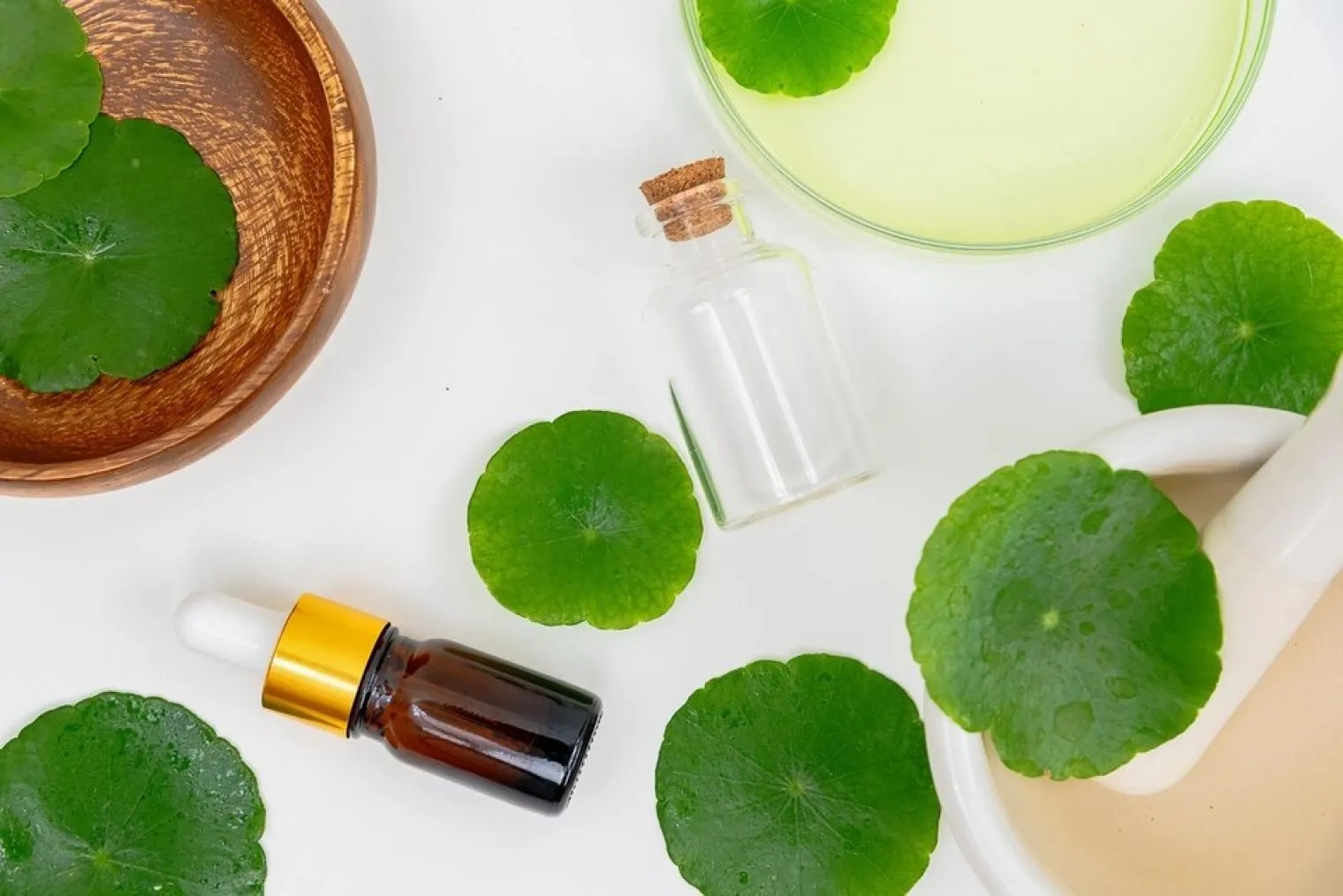 Manfaat dan Kegunaan Centella dalam Produk Skincare