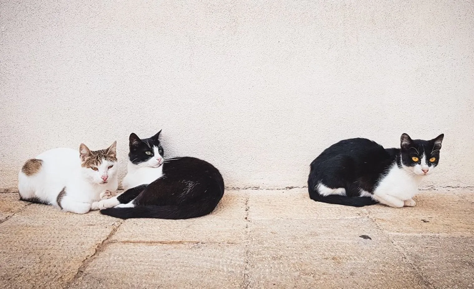 Takut Berlebihan dengan Kucing: Mengenal Ailurophobia