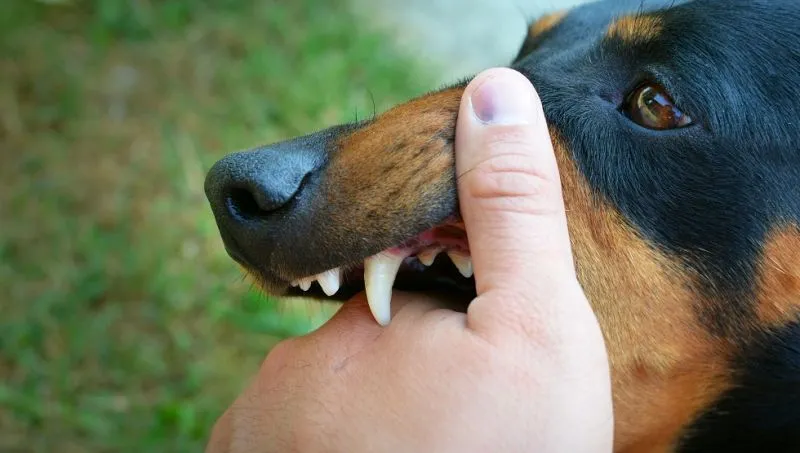 Rabies: Benarkah Nyawa Tidak Lagi Bisa Diselamatkan?