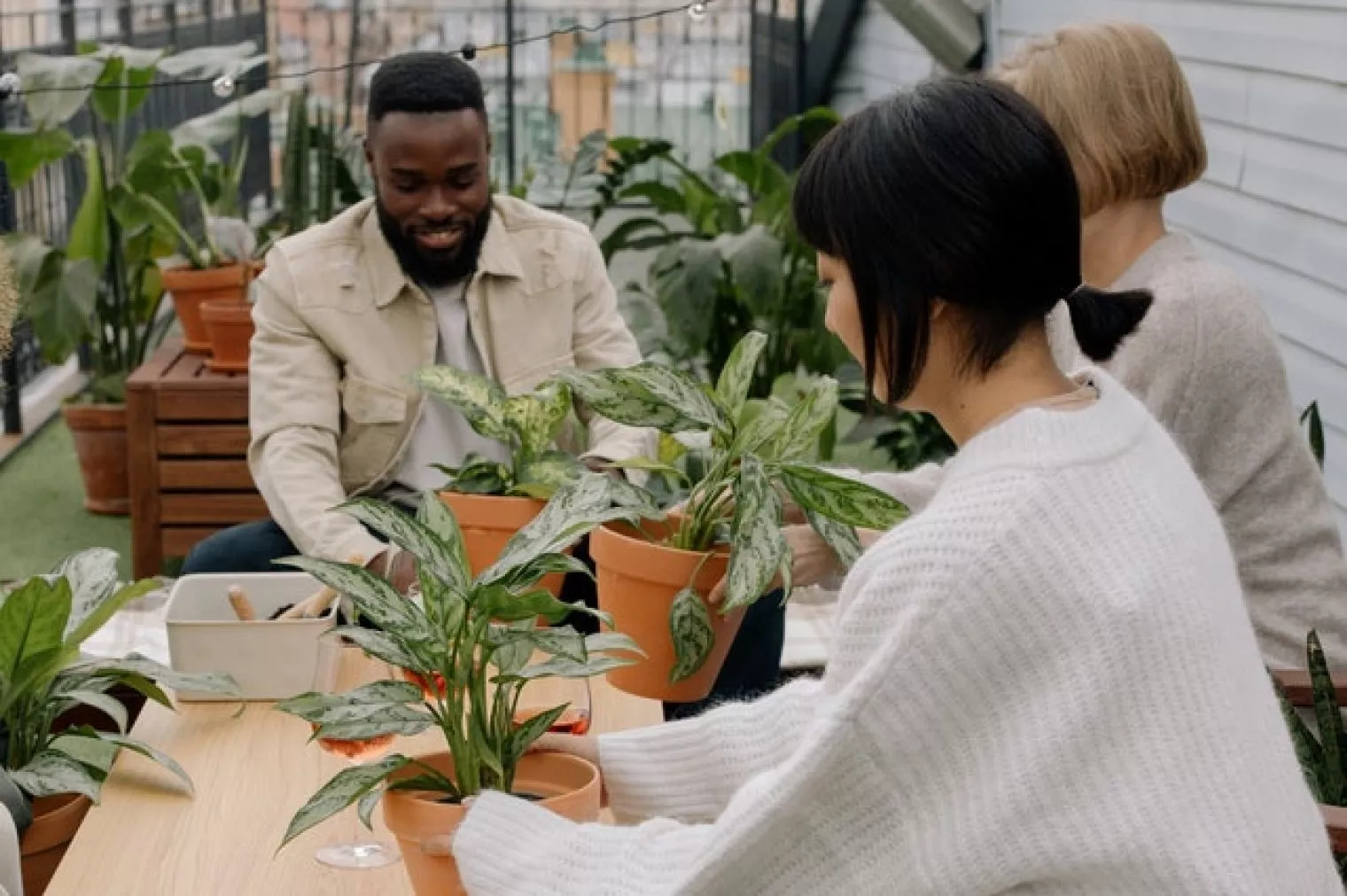 Tanaman Hias yang Cocok Dirawat oleh Pemula