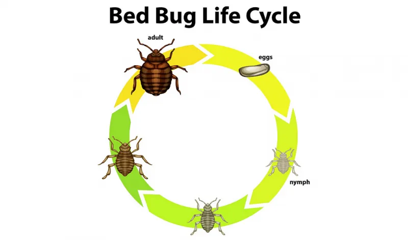 Kutu Busuk: Kenali Tempat Kesukaannya!