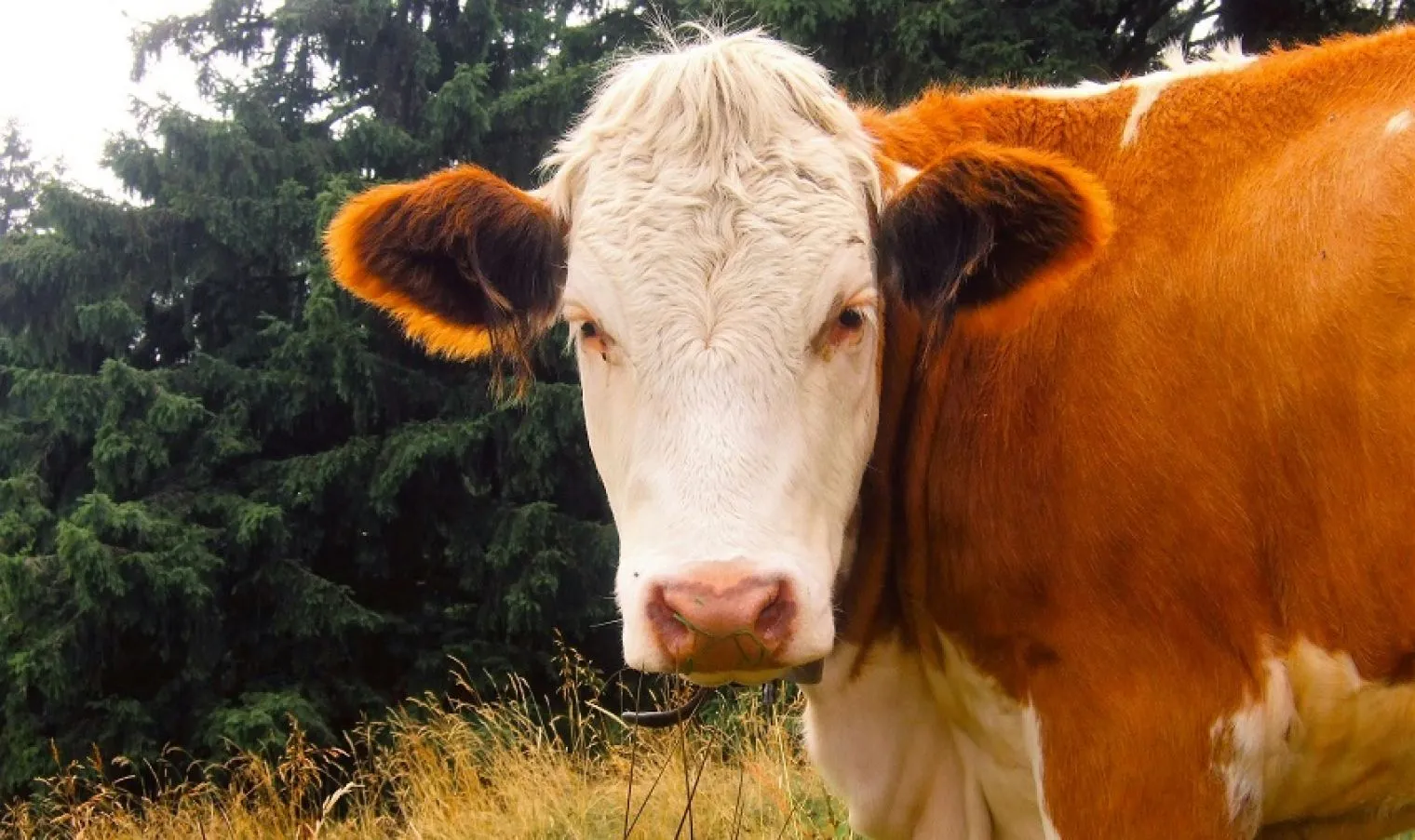 Apakah Daging Sapi Perlu Dicuci?