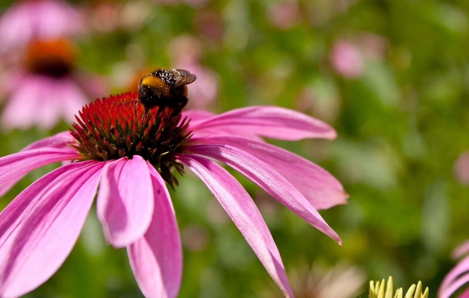 Echinacea: Bunga Cantik dengan Segudang Manfaat