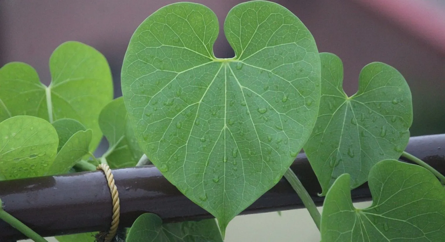 7 Potensi Brotowali Bagi Kesehatan Tubuh