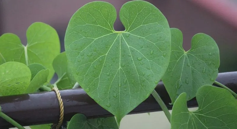 7 Potensi Brotowali Bagi Kesehatan Tubuh