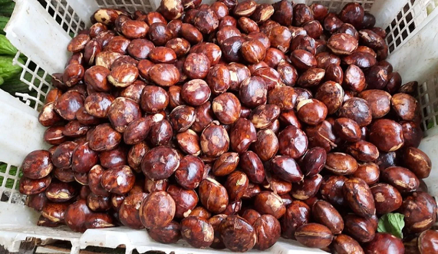 Bahaya Jengkol: si Bau Yang Enak