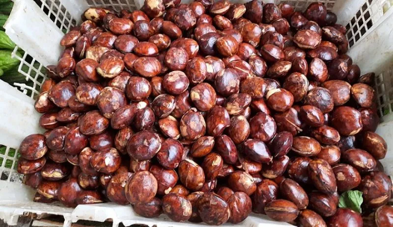 Bahaya Jengkol: si Bau Yang Enak