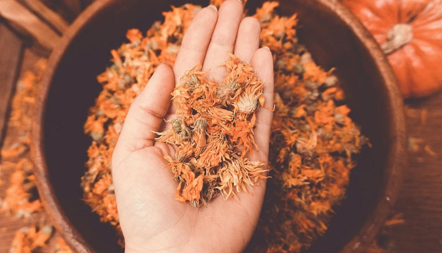 Efektivitas Penyembuhan Luka dan Perlindungan Kulit Calendula