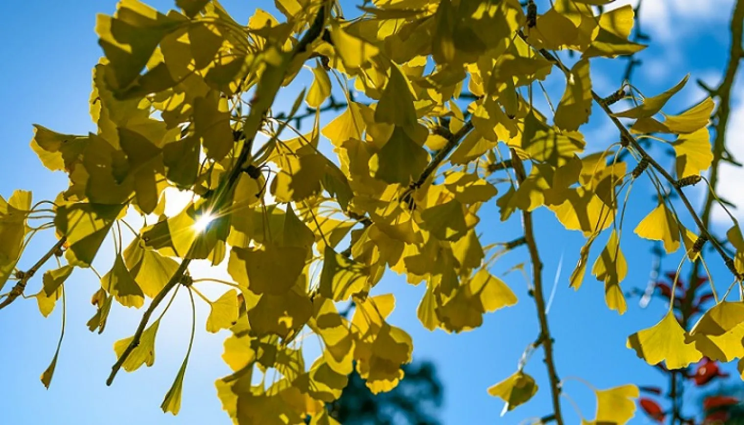 Benarkan Manfaat Ginkgo Biloba Menjanjikan?