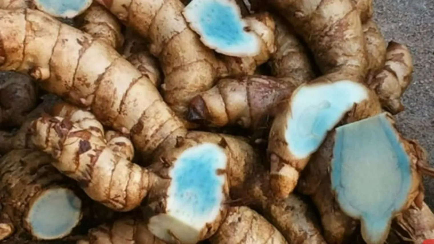 Potensi Kesehatan Tersembunyi Dibalik Temu Ireng