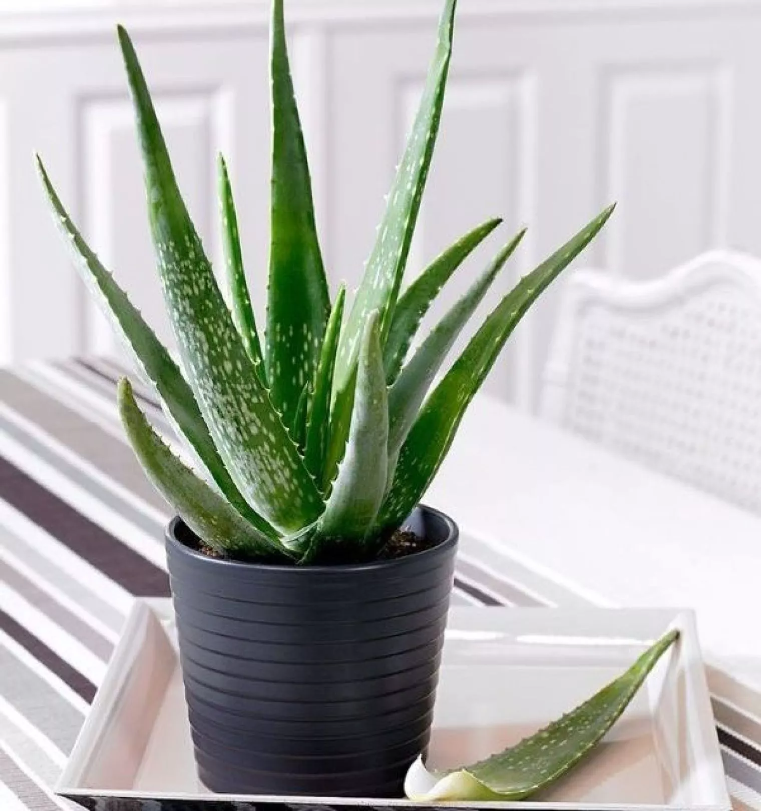 Dapatkan Manfaat Lidah Buaya Secara Langsung dengan Menanamnya Sendiri!