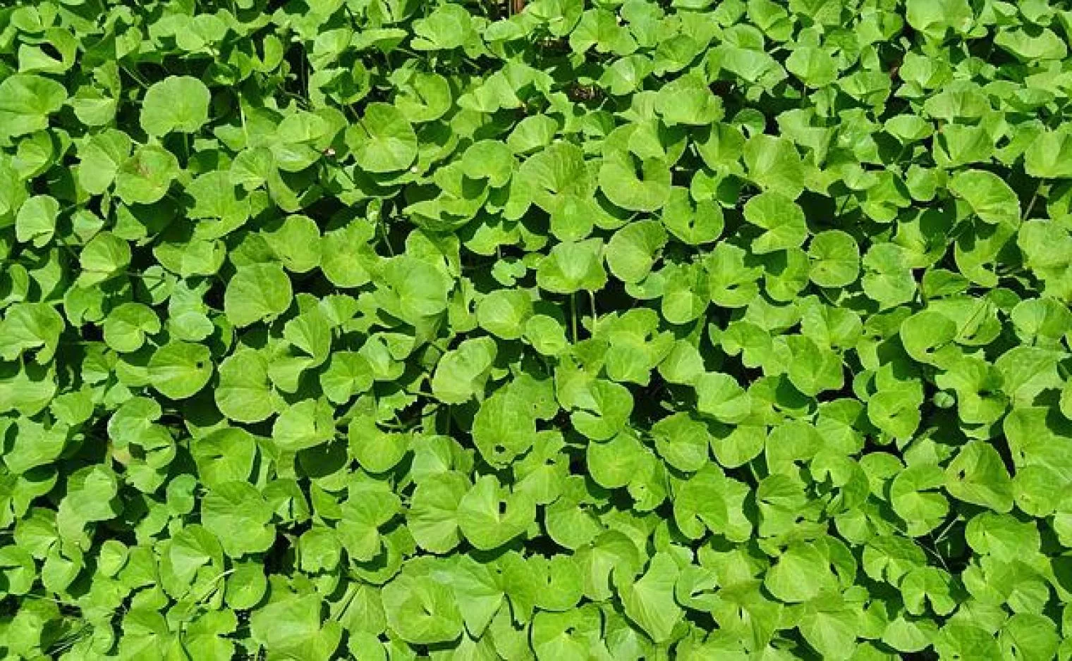 6 Manfaat Magis Centella Asiatica untuk Perawatan Kulit, Bisa Membantumu Tetap Awet Muda lho!