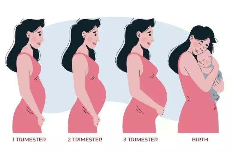 Perkembangan Bayi di Dalam Kandungan dari Minggu ke Minggu